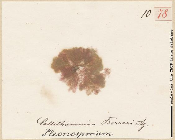 Pleonosporium borreri_78.jpg